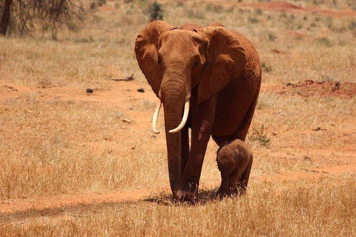11日間ブッシュ＆ビーチケニア-ザンジバルアフリカンサファリ