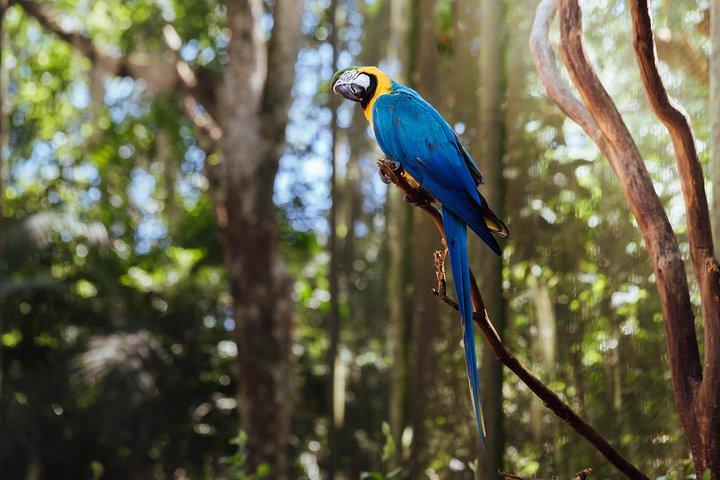 Flughafen Cataratas IGU Pick-Up & Iguassu Falls brasilianischer Side & Bird Park