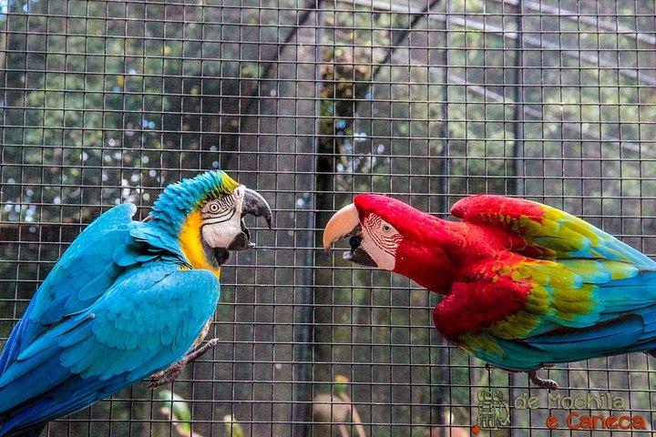 Flughafen Cataratas IGU Pick-Up & Iguassu Falls brasilianischer Side & Bird Park