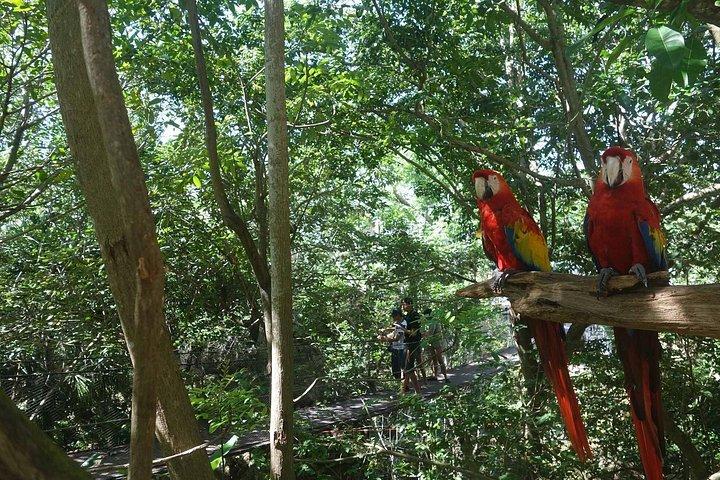 イタイプダム＆バードパーク＆イグアスの滝ブラジル側 - プライベートツアー