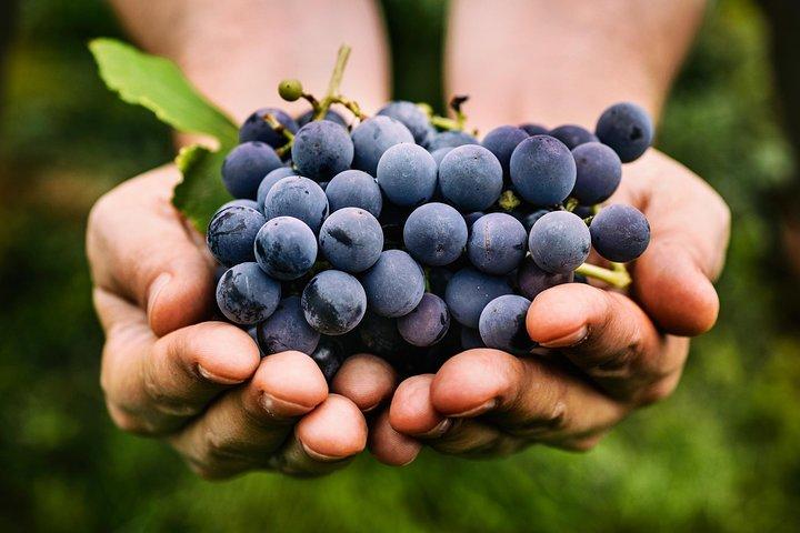 Your favorite Wine tour in Tuscany
