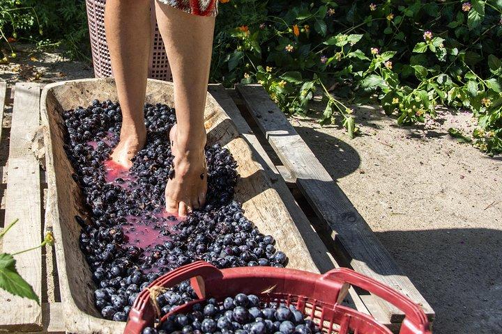 Privé Druiven stampen in Chianti vanuit Florence