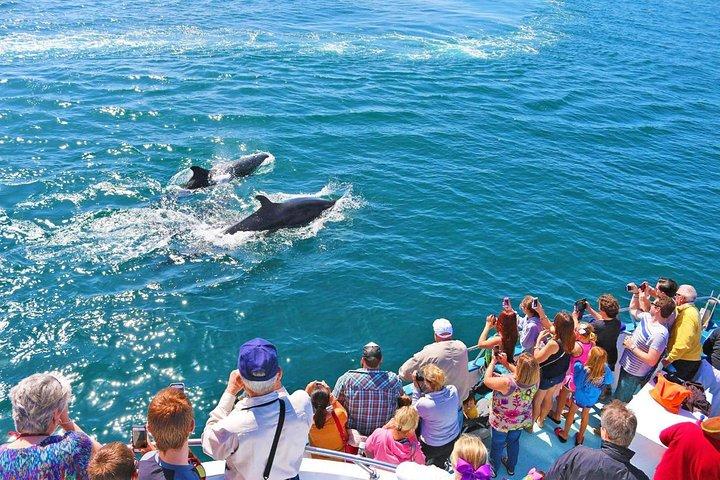 Crociera per osservare delfini e balene a Newport Beach
