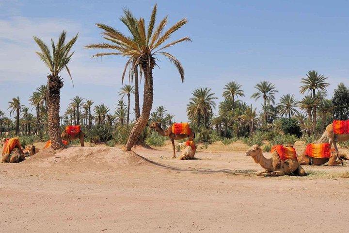 Top Activities: Sunset Camel Ride in the Palm Grove of Marrakech