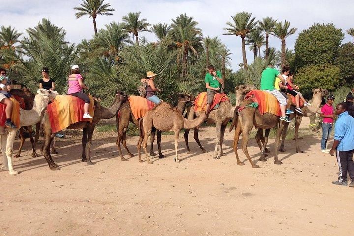 Top Activities: Sunset Camel Ride in the Palm Grove of Marrakech