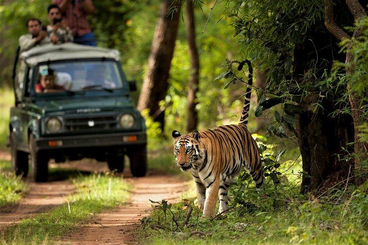 Chitwan jungle safari tur fra Kathmandu eller Pokhara - 4 dage