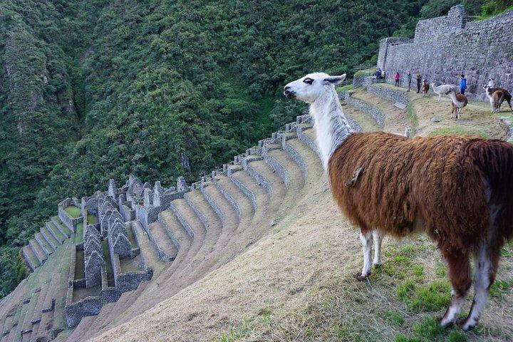Short Inca Trail to Machu Picchu - 2 days - Glamping Service