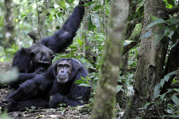 Excursão clássica de primatas e vida selvagem de Uganda de 8 dias