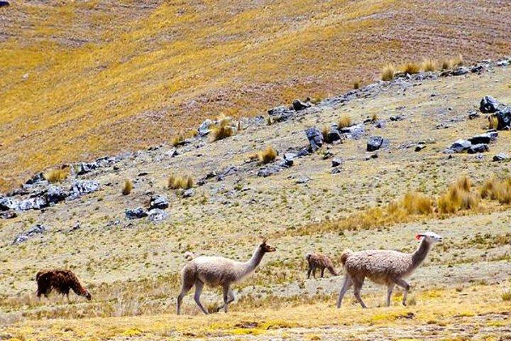3-Day Huchuy Qosqo Trek al servizio privato di Machu Picchu