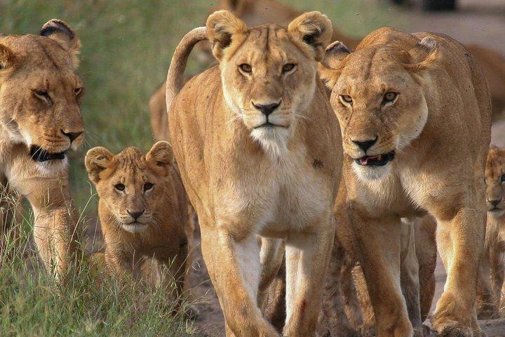 4 jours en petit groupe Maasai Mara et lac Nakuru Safari