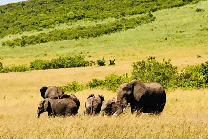 8 Jours Groupe Masai Mara, Manyara , Serengeti et Ngorongoro
