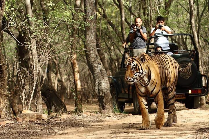 03 Days Private Wildlife Ranthambore Tiger Tour uit Jaipur