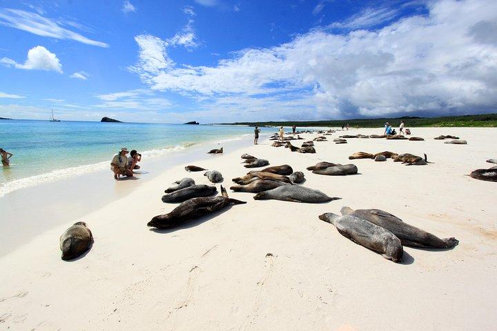 15 - Day Ecuador Complete Adventure : Anderna, Amazonas och Galapagos