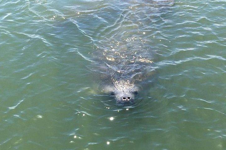 Visite de la faune de l'Indian River Lagoon avec un capitaine expérimenté