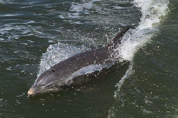 Visite de la faune de l'Indian River Lagoon avec un capitaine expérimenté