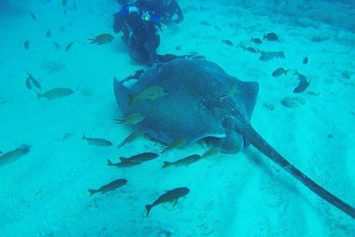 PADI Scuba Diving Courses in Tenerife: All Specialities Until Divemaster