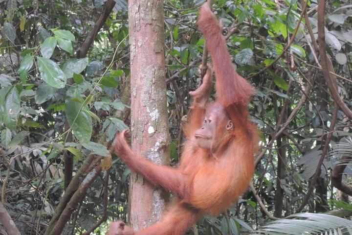 3日間メダンオランウータンBukit Lawang