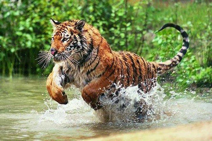 Hoteller i nærheden af Ranthambore Daily Tiger Safari Tour