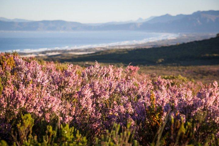 7-daagse Kaapstad, Wijnlanden, Tuinroute en Addo National Park