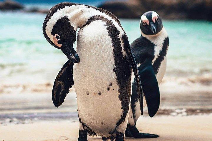 7-daagse Kaapstad, Wijnlanden, Tuinroute en Addo National Park