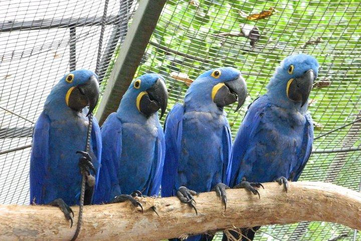 4 Tage und 3 Nächte 3 Sterne Hotel Iguassu Falls - Private Tours