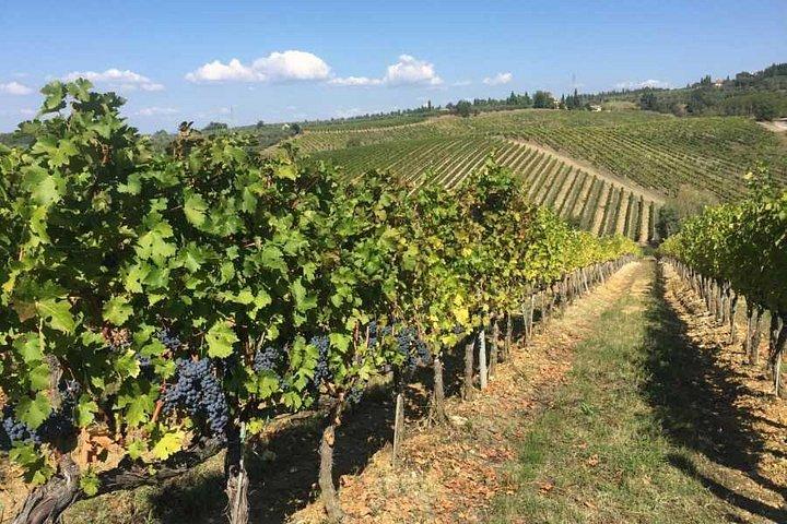 Half-day Chianti Classico Wine tour from Florence - Small Group