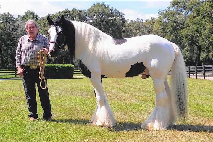 Tour de la granja del caballo de oro gitano