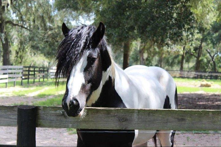 Tour de la granja del caballo de oro gitano
