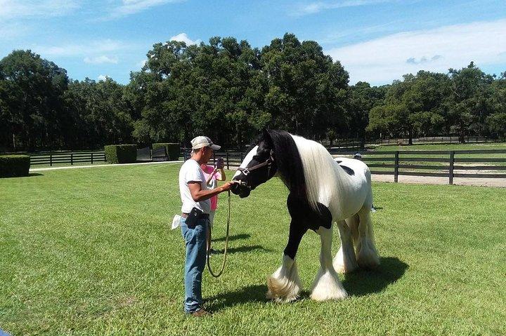 Tour de la granja del caballo de oro gitano