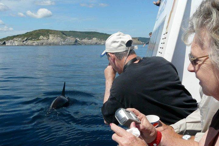 Puffin & Marine Wildlife Boat Tour