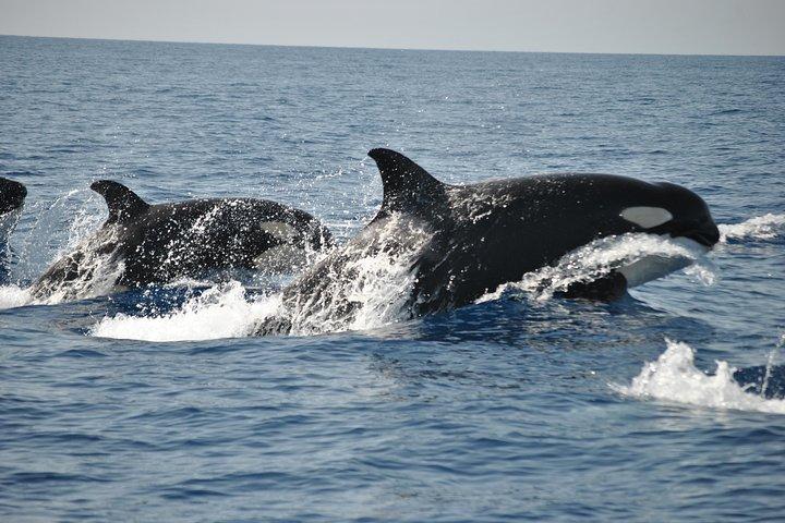 Sealife Sea Safari, Dolphin Watching with Marine Biologist's Lagos