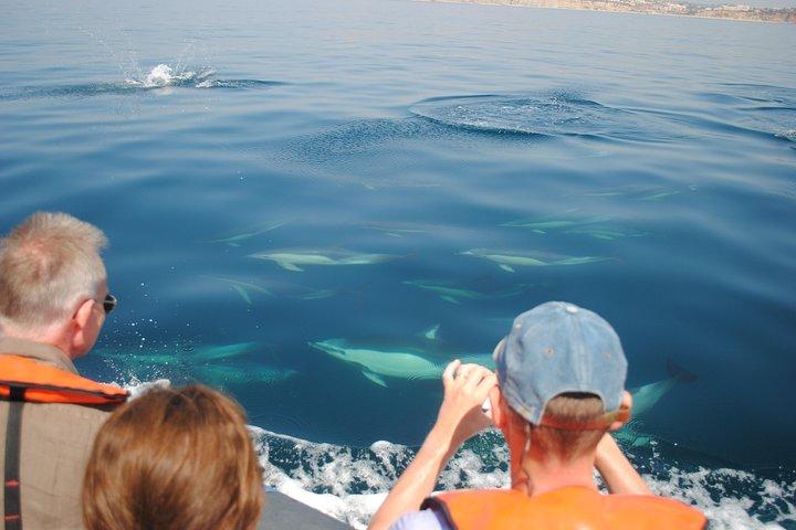 Sealife Sea Safari, Dolphin Watching with Marine Biologist's Lagos