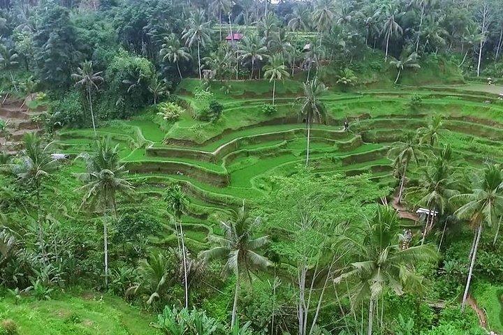 Bali Full-Day Arrangement: Ayung River Rafting met Kintamani vulkaan tour