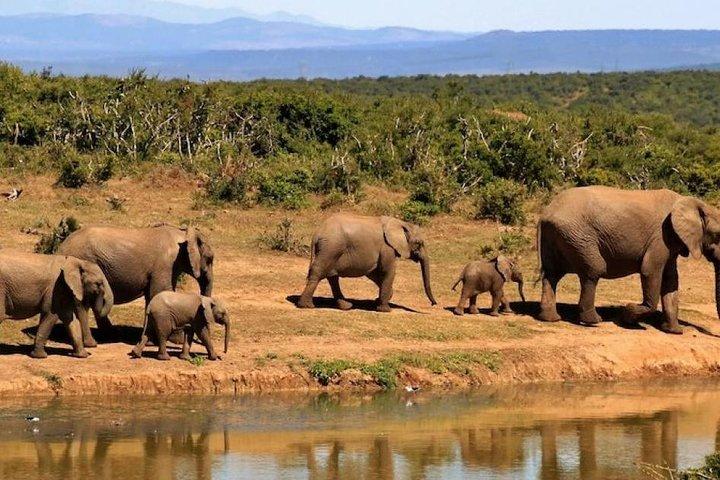Safáris de safári de 4 dias em uganda