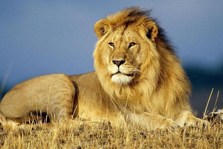 4 dagar vildmarkssafari i Uganda