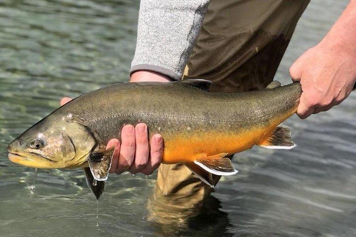 Private Lake og River Fishing Tour fra Reykjavik
