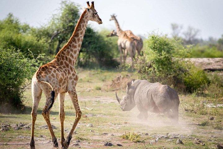 4-dagars Soweto & Pretoria, Lion Park, Magalies/Pilanesberg Safari