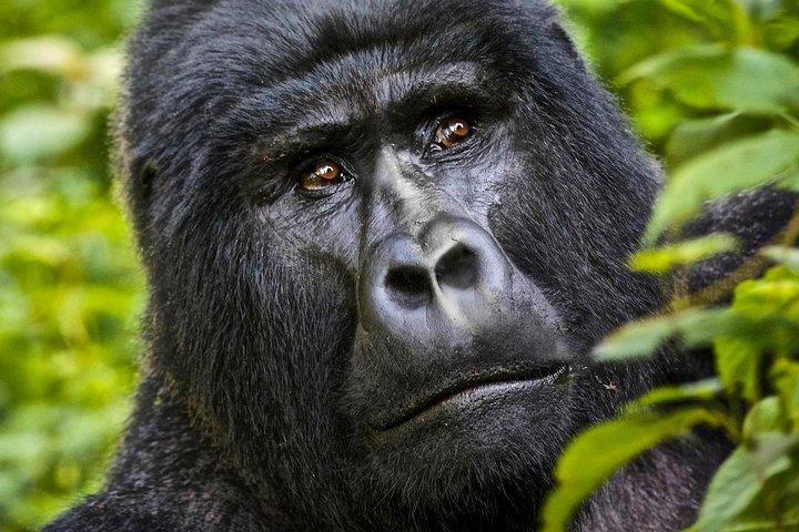 8 dage Uganda Primate & Wildlife safari tour