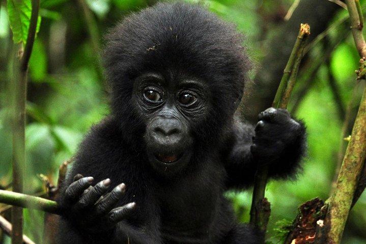 5 Tage Gorilla & Wildlife Safari in Uganda