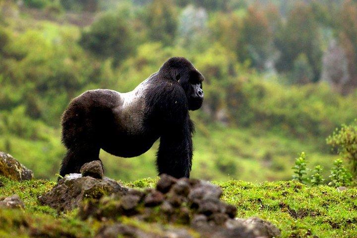 5 Tage Gorilla & Wildlife Safari in Uganda