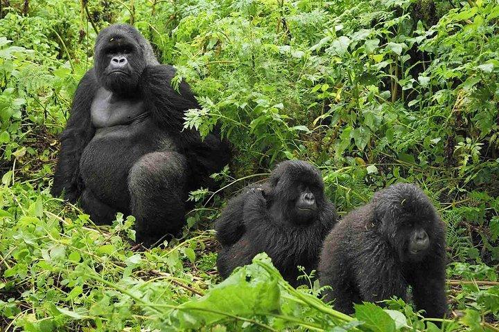 5 Tage Gorilla & Wildlife Safari in Uganda