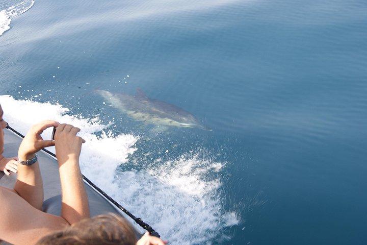 Dolphin Watching and Cave Tour from Vilamoura