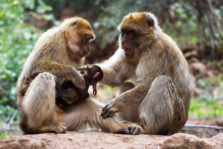 マラケシュからのウーズードの滝の旅：ボート乗り＆オプショナルランチ
