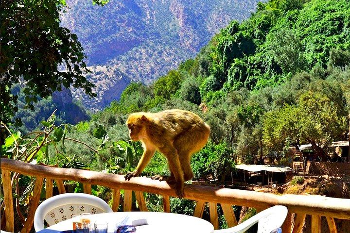 マラケシュからのウーズードの滝の旅：ボート乗り＆オプショナルランチ