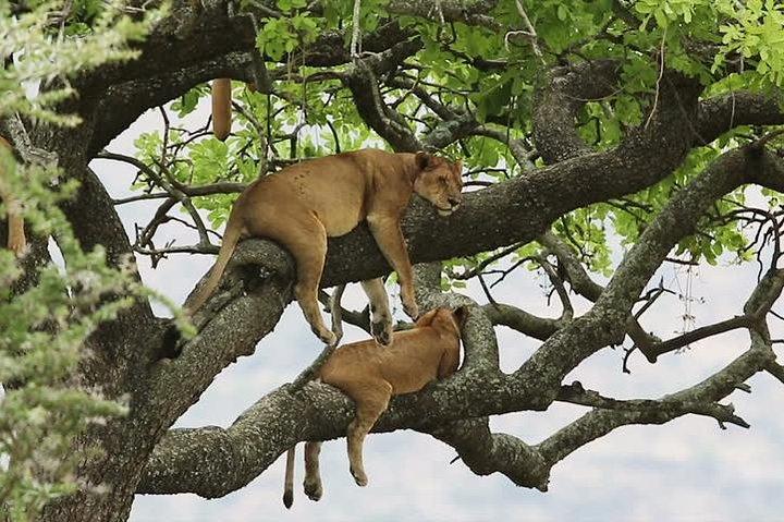 8 giorni di safari in Uganda Primate & Wildlife