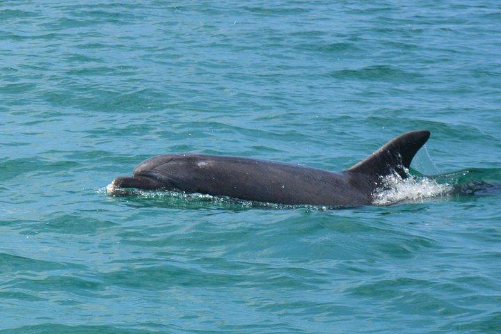 セシンブラ島：アラビダイルカとホエールウォッチングツアー（生物学者付き）