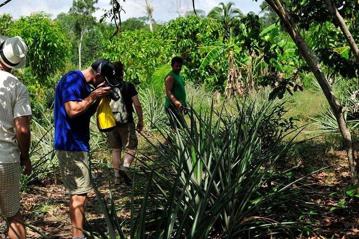 5日間のAmazon Manaus Jungle Adventure