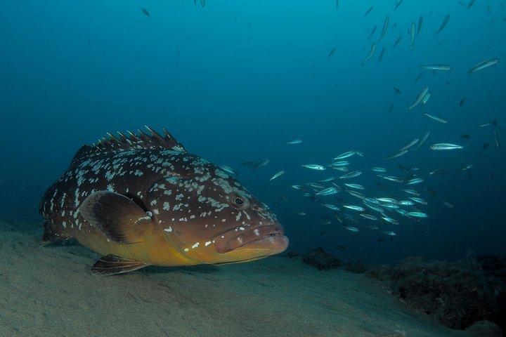 Make a private Try Dive, for your first Scuba experience!