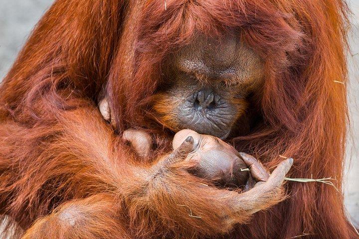 タンパの動物園水族館への入場