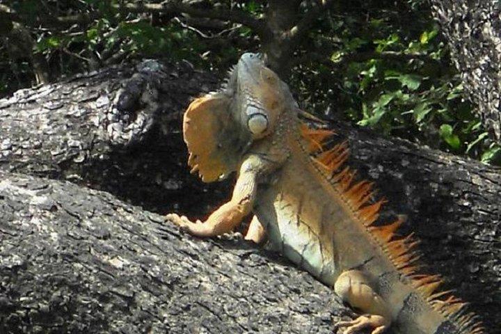 パロベルデボートサファリ
